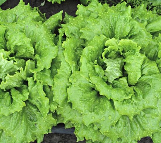 Salāti 'La Brilliante'